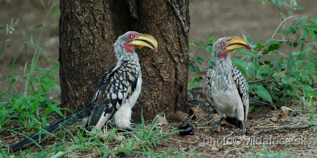 puku rsa 209.jpg - Southern Yellow-billed Hornbill (Tockus leucomelas)